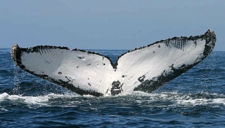 Observacion de cetaceos